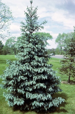 Pachet 50 buc. molid argintiu engelmannii (Picea Engelmannii )