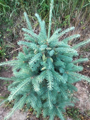 Pachet 50 buc. molid alb (Picea glauca)
