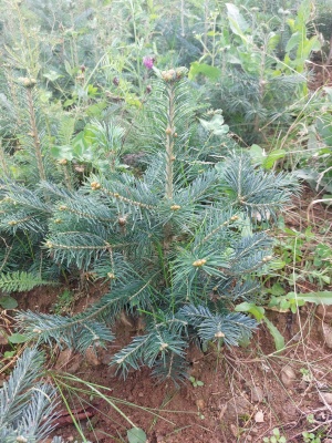 Pachet 50 buc. brad lasiocarpa arizonica (Abies lasiocarpa arizonica)
