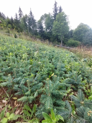 Pachet 50 buc. brad lasiocarpa arizonica (Abies lasiocarpa arizonica)