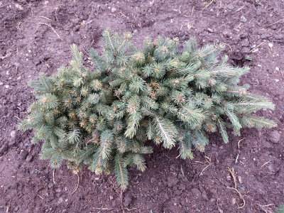 Pachet 50 buc. molid argintiu Kaibab (Picea pungens Glauca Kaibab)