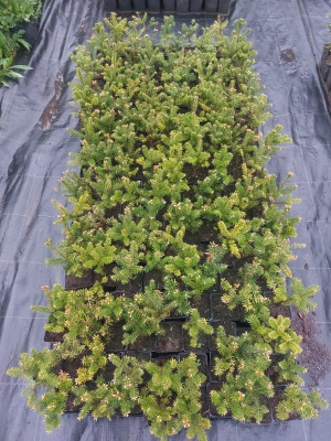 Pachet 30 buc. brad fraseri (Abies fraseri) la ghiveci P12- plantare 12 luni/an