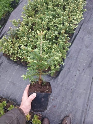Pachet 30 buc. brad lasiocarpa (Abies lasiocarpa arizonica) la ghiveci P12- plantare 12 luni/an