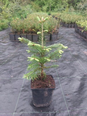 Pachet 30 buc. brad lasiocarpa (Abies lasiocarpa arizonica) la ghiveci P12- plantare 12 luni/an