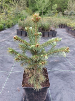 Pachet 30 buc. molid engelmannii (Picea engelmannii) la ghiveci P12- plantare 12 luni/an
