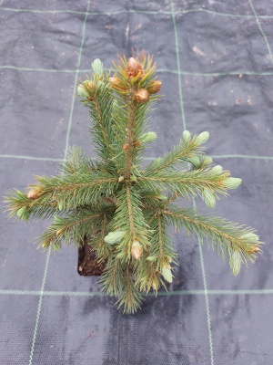 Pachet 30 buc. molid engelmannii (Picea engelmannii) la ghiveci P12- plantare 12 luni/an