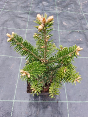 Pachet 30 buc. brad balsamea (Abies balsamea) la ghiveci P12- plantare 12 luni/an 