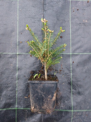 Pachet 30 buc. brad balsamea (Abies balsamea) la ghiveci P12- plantare 12 luni/an 