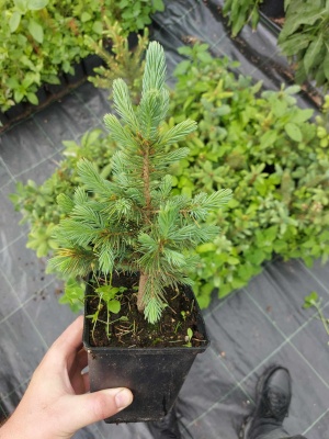 Pachet 30 buc. molid argintiu (Picea pungens Glauca San Juan) la ghiveci P12- plantare 12 luni/an