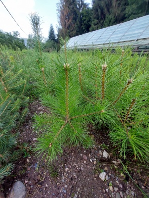 Pachet 50 buc. pin negru (Pinus nigra austriaca)
