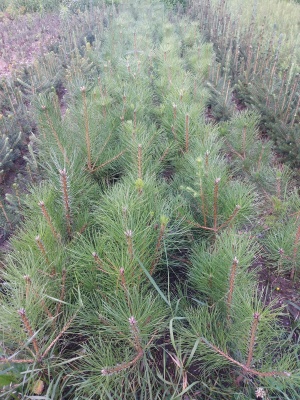 Pachet 50 buc. pin negru (Pinus nigra austriaca)