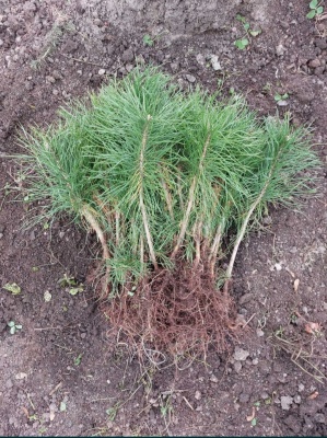 Pachet 50 buc. pin silvestru (Pinus sylvestris)