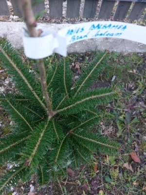 Pachet 5 buc. Brad american Abies balsamea cu balot de pamant inaltime 60-80 cm (6 ani)