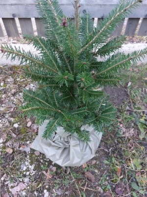 Pachet 5 buc. Brad american Abies balsamea cu balot de pamant inaltime 60-80 cm (6 ani)