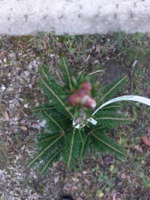 Pachet 5 buc. Brad american Abies balsamea cu balot de pamant inaltime 60-80 cm (6 ani)