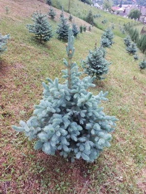 Pachet 5 buc. molid argintiu Picea pungens glauca Super Blue cu balot de sol inaltime 80-100 cm (7 ani)