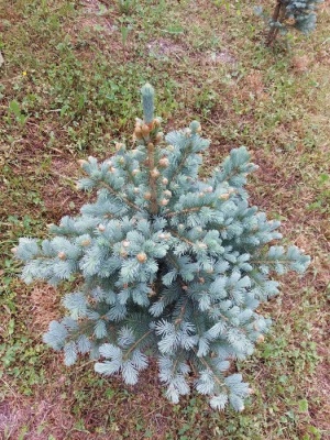 Pachet 5 buc. molid argintiu Picea pungens glauca Super Blue cu balot de sol inaltime 80-100 cm (7 ani)
