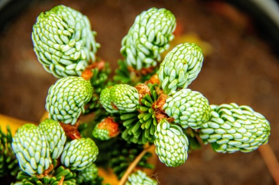 Brad Abies koreana 'Kohout's Ice Breaker'- 1 buc.