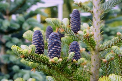 Pachet 5 buc. Brad corean Abies koreana cu balot de sol inaltime 60-80 cm (6 ani)