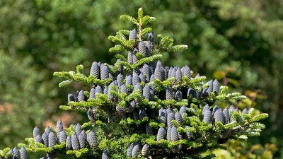 Pachet 5 buc. Brad corean Abies koreana cu balot de sol inaltime 60-80 cm (6 ani)