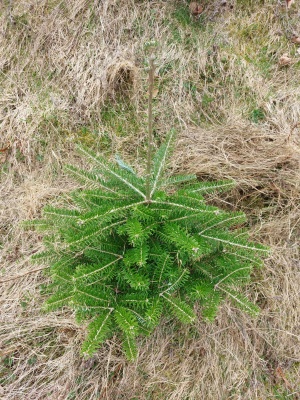 Pachet 5 buc. Brad corean Abies koreana cu balot de sol inaltime 60-80 cm (6 ani)