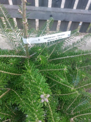 Pachet 5 buc. Brad corean Abies koreana cu balot de sol inaltime 60-80 cm (6 ani)