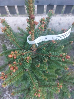 Pachet 5 buc. Molid alb canadian Picea glauca cu balot de sol inaltime 60-80 cm (6 ani)