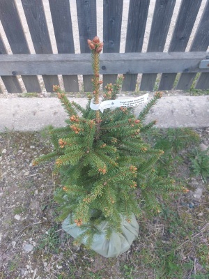 Pachet 5 buc. Molid alb canadian Picea glauca cu balot de sol inaltime 60-80 cm (6 ani)