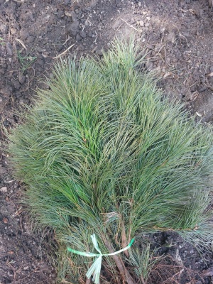 Pachet 50 buc. pin strob (Pinus strobus)