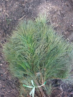 Pachet 50 buc. pin strob (Pinus strobus)