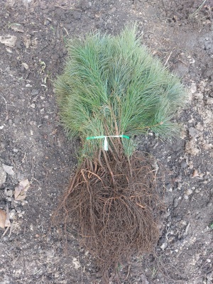 Pachet 50 buc. pin strob (Pinus strobus)