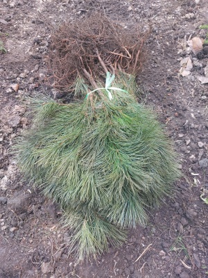 Pachet 50 buc. pin strob (Pinus strobus)