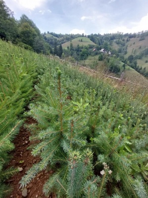 Pachet 50 buc. molid sarbesc (Picea omorika)