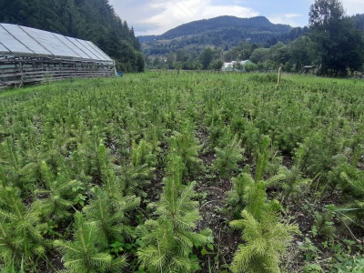 Pachet 50 buc. molid argintiu (Picea pungens Glauca San Juan)