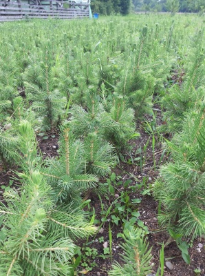 Pachet 50 buc. molid argintiu (Picea pungens Glauca San Juan)