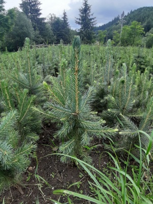 Pachet 50 buc. molid argintiu (Picea pungens Glauca Majestic Blue )