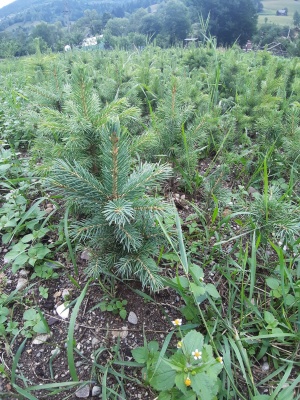 Pachet 50 buc. molid argintiu engelmannii (Picea Engelmannii )