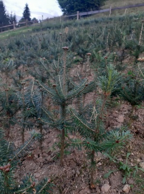 Pachet 50 buc. brad balsamea (Abies balsamea)