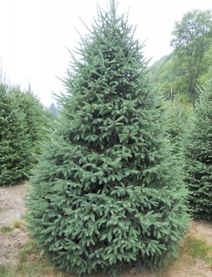 Pachet 50 buc. molid alb (Picea glauca)