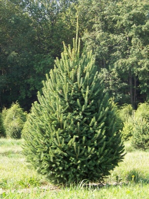 Pachet 50 buc. molid densata Black Hills (Picea glauca densata)