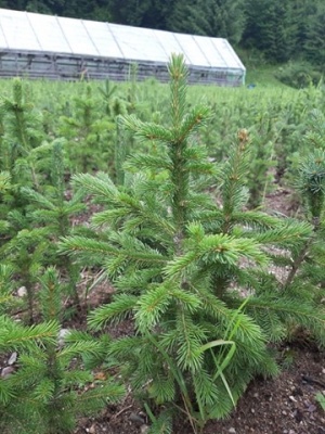 Pachet 50 buc. molid densata Black Hills (Picea glauca densata)