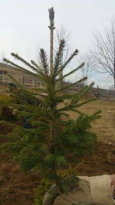 Pachet 50 buc. molid norvegian (Picea abies)