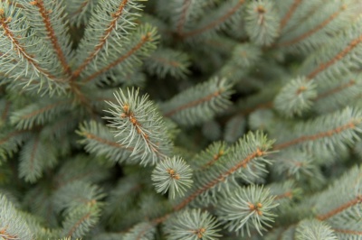 Pachet 50 buc. molid argintiu (Picea pungens Glauca San Juan)