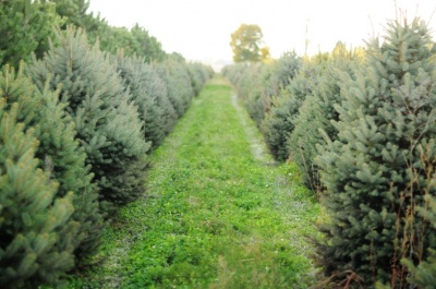 Pachet 50 buc. molid argintiu (Picea pungens Glauca San Juan)