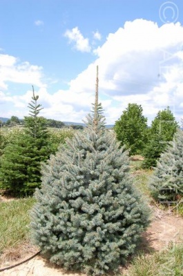 Pachet 50 buc. molid argintiu (Picea pungens Glauca Majestic Blue )