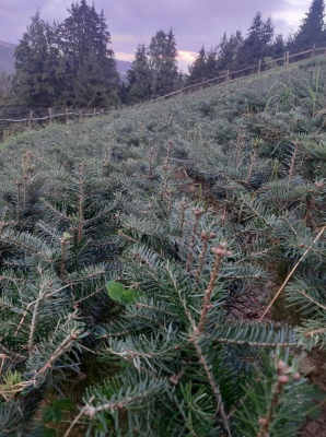 Pachet 50 buc. brad nordmanniana (Abies nordmanniana)