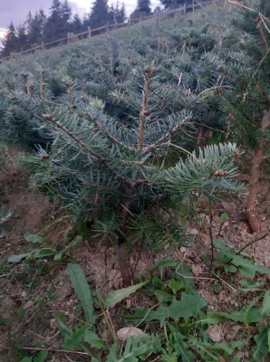 Pachet 50 buc. brad nordmanniana (Abies nordmanniana)