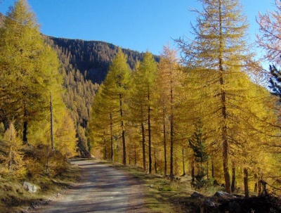 Pachet 50 buc. larice (Larix decidua)