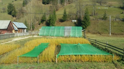 Pachet 50 buc. larice (Larix decidua)