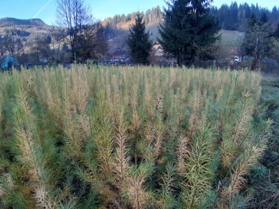 Pachet 50 buc. larice (Larix decidua)
